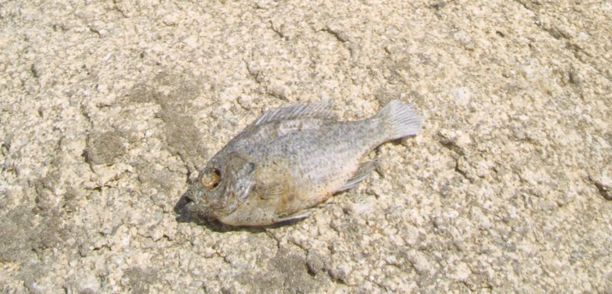 Pez muerto en el pantano de San Juan en Madrid