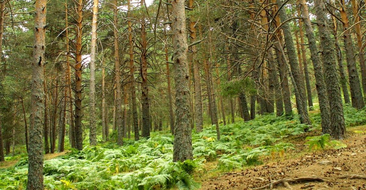 Sierra de Guadarrama